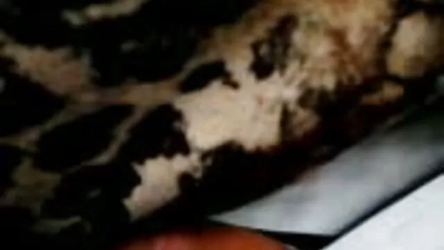 وقت آن است که دانلود فیلم سوپر با مامان با خرس بدنام رقصنده جشن بگیریم و مهمانی کنیم! 9822